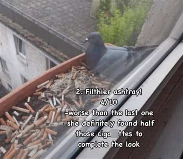 Reviewing Bird Nests Like a Critic (30 photos)