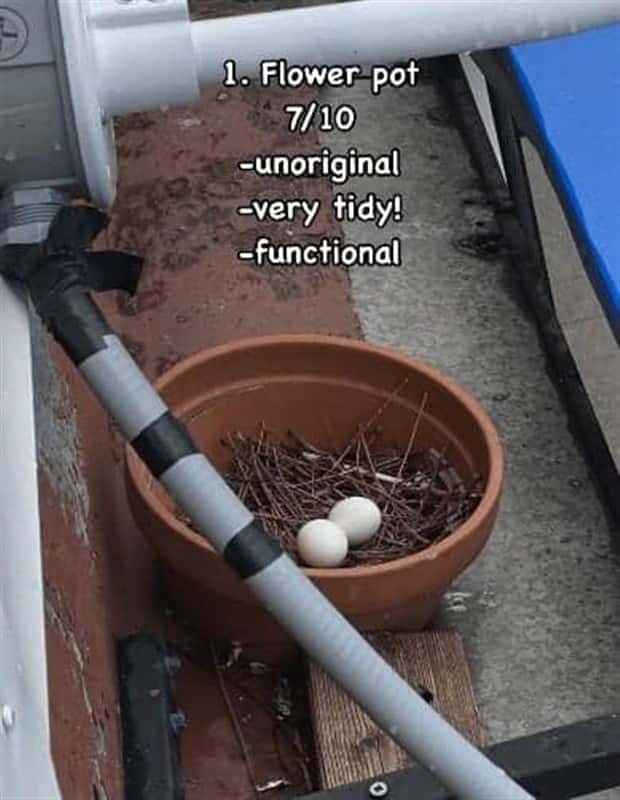 Reviewing Bird Nests Like a Critic (30 photos)