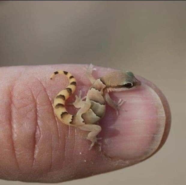 Tiny Animals with Big Charm (36 photos)