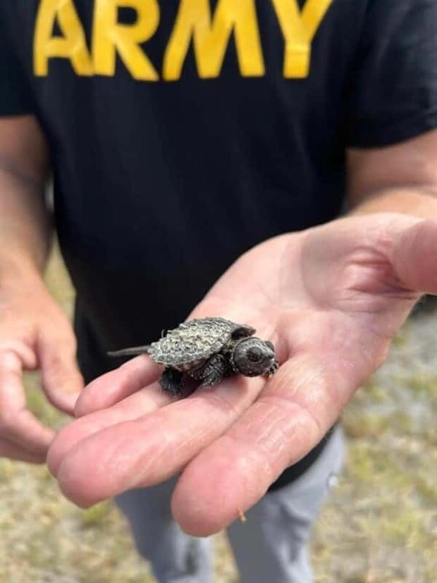 Tiny Animals with Big Charm (36 photos)