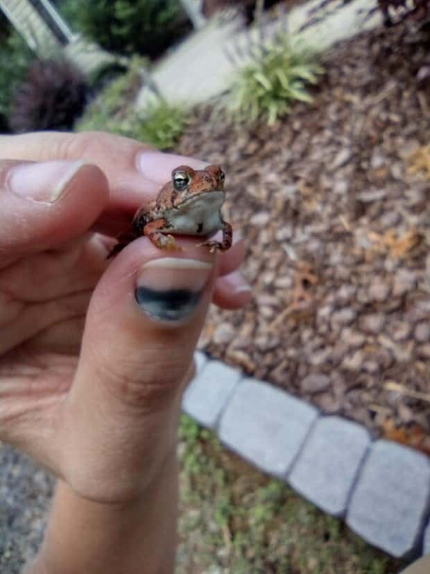 Tiny Animals with Big Charm (36 photos)