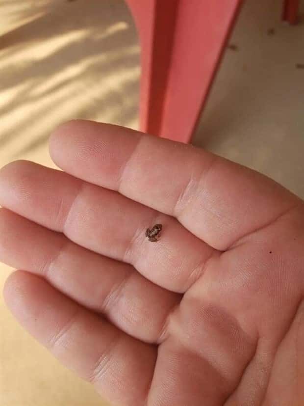 Tiny Animals with Big Charm (36 photos)