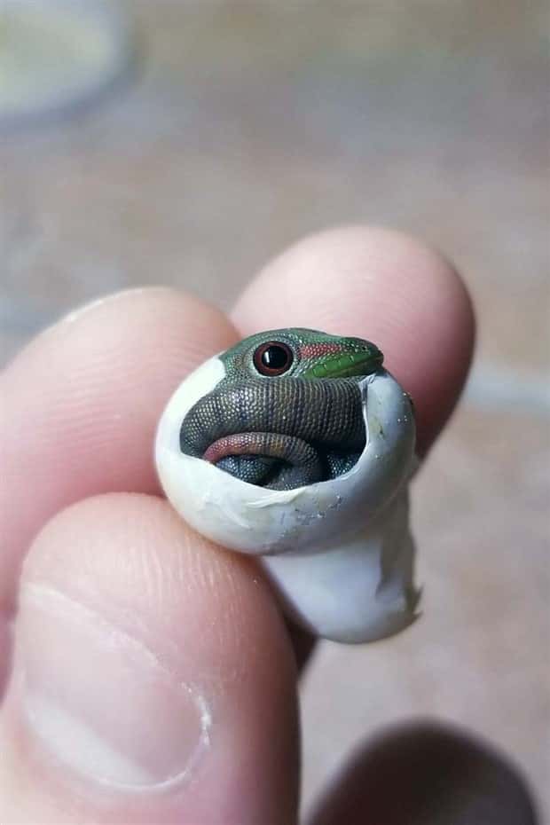 Tiny Animals with Big Charm (36 photos)