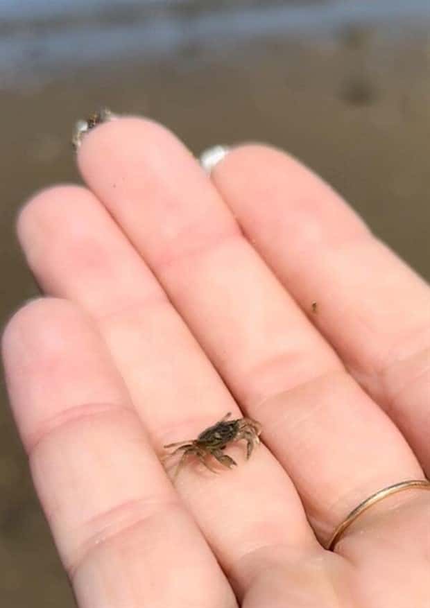 Tiny Animals with Big Charm (36 photos)