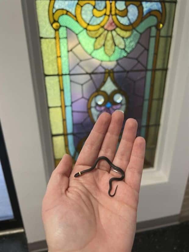 Tiny Animals with Big Charm (36 photos)