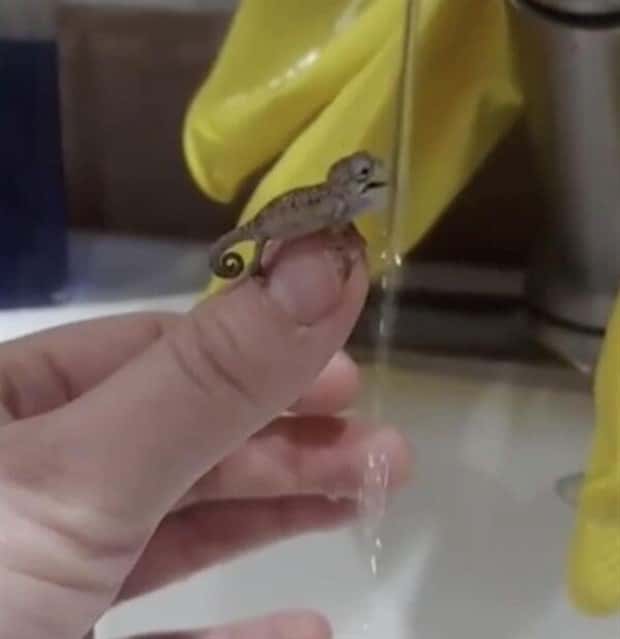 Tiny Animals with Big Charm (36 photos)