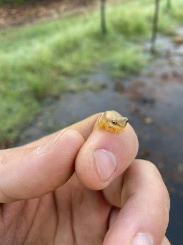 Tiny Animals with Big Charm (36 photos)