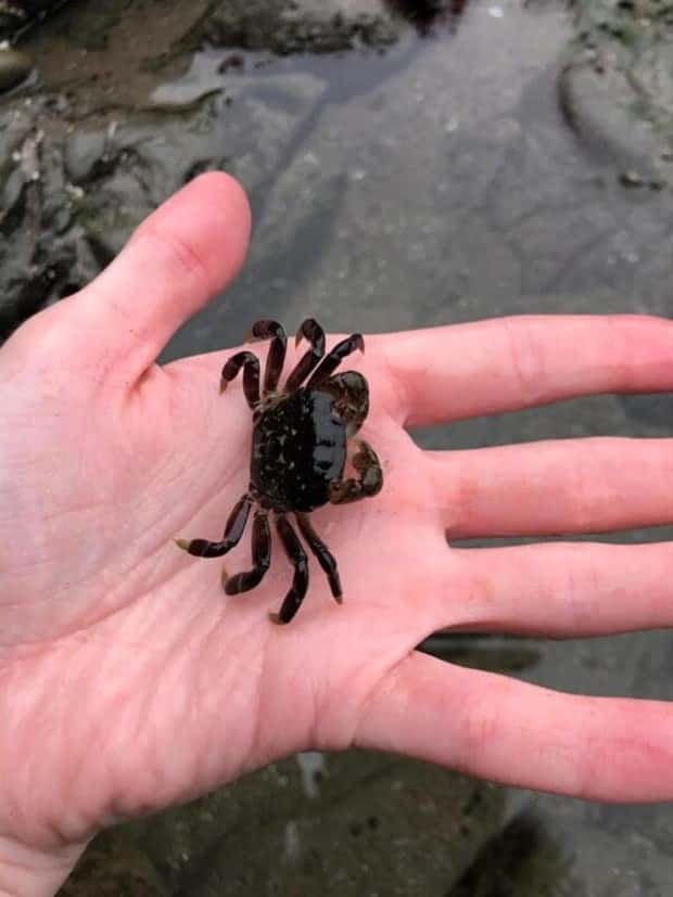 Tiny Animals with Big Charm (36 photos)