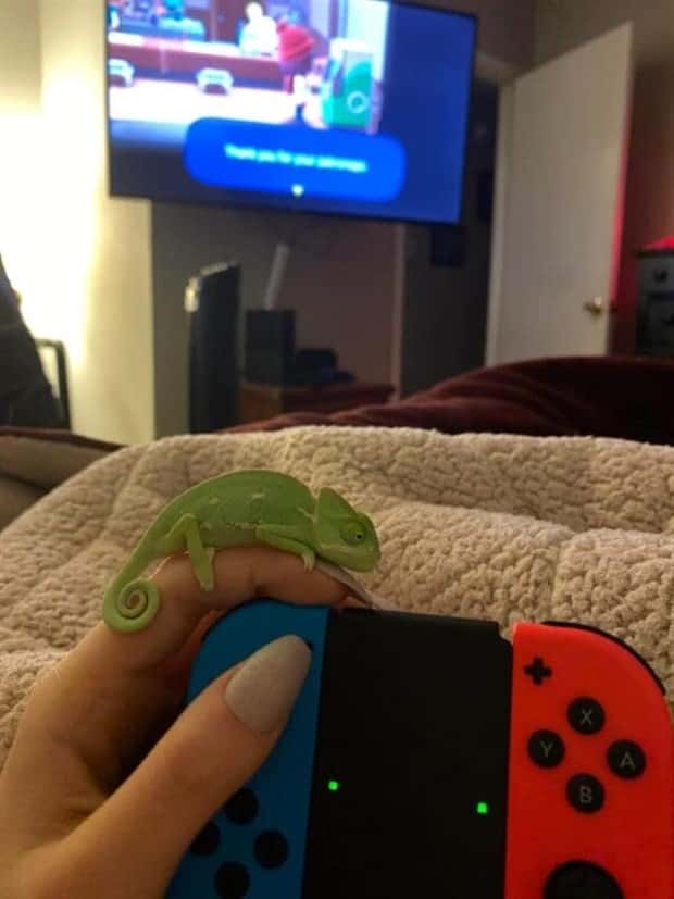 Tiny Animals with Big Charm (36 photos)