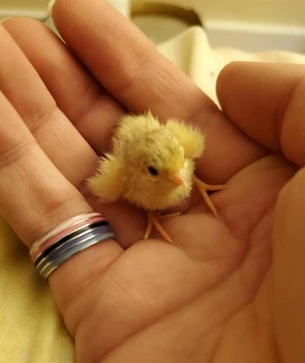 Tiny Animals with Big Charm (36 photos)