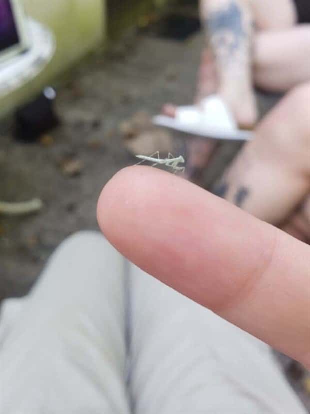 Tiny Animals with Big Charm (36 photos)