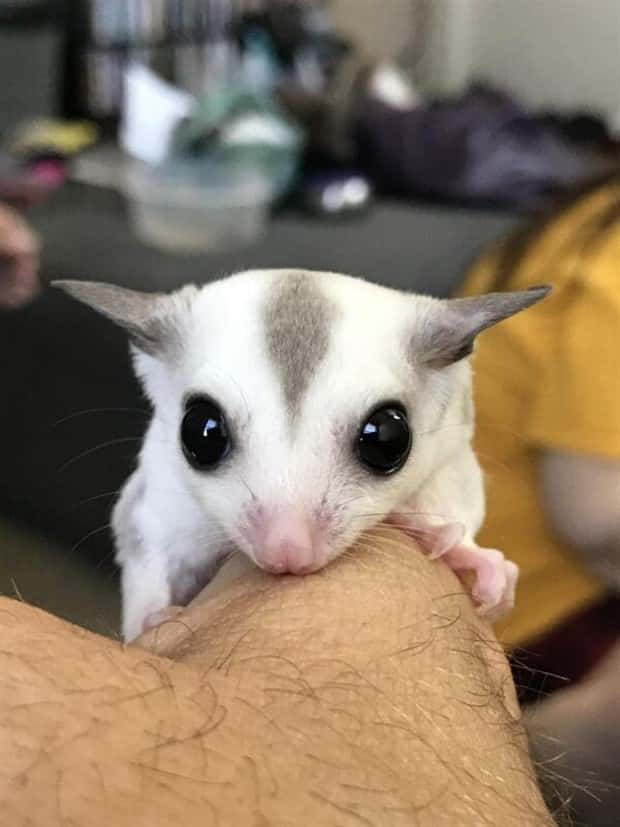 Tiny Animals with Big Charm (36 photos)