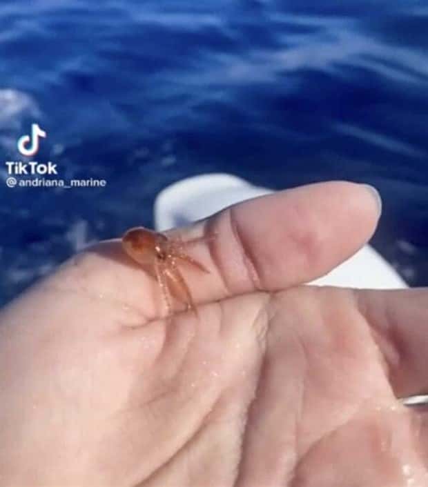 Tiny Animals with Big Charm (36 photos)