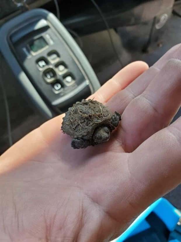 Tiny Animals with Big Charm (36 photos)