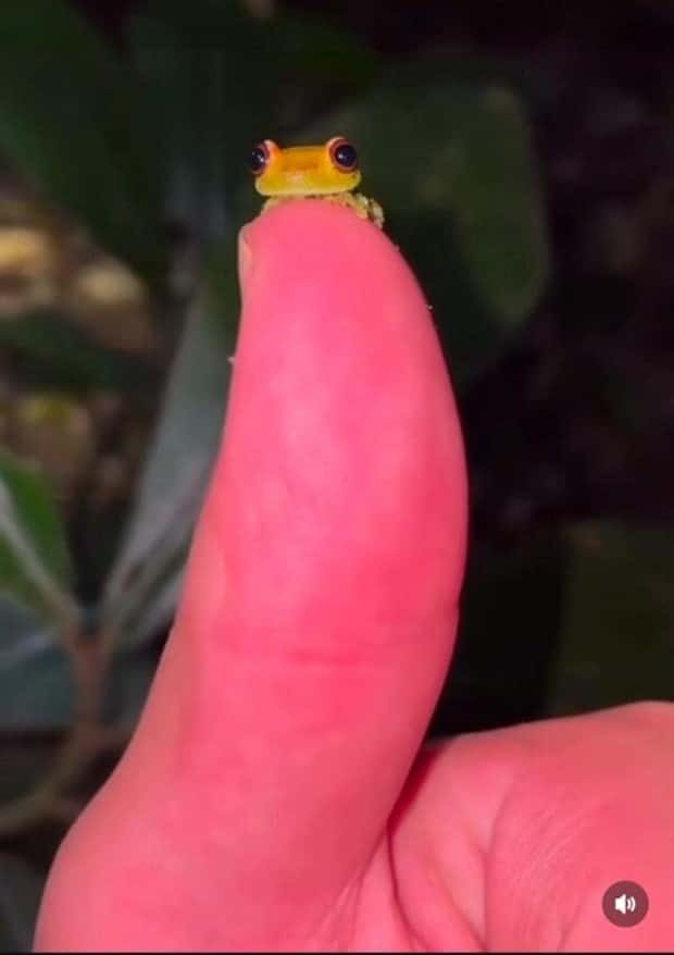 Tiny Animals with Big Charm (36 photos)