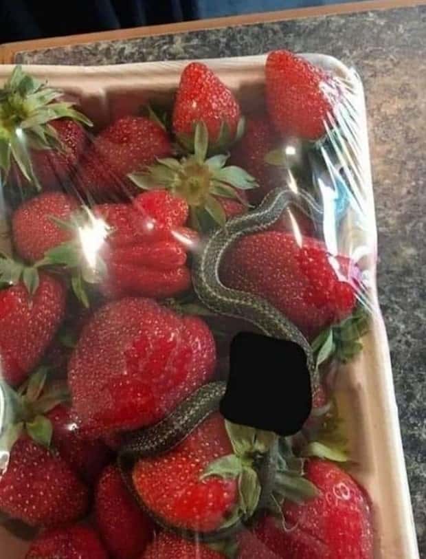 weird picd from internet 7 Welcome to the Weird Side of the Internet #195 (22 photos)