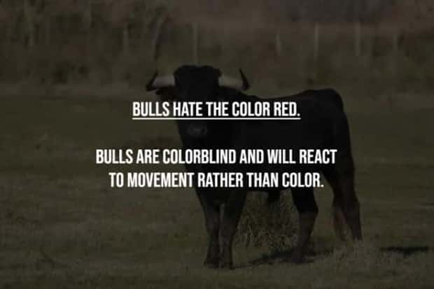common misconceptions 2 17 Common Misconceptions People Still Believe (17 photos)