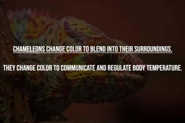 common misconceptions 5 17 Common Misconceptions People Still Believe (17 photos)