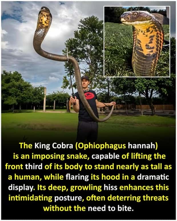 cool facts 16 Cool and Interesting Facts #428 (23 photos)