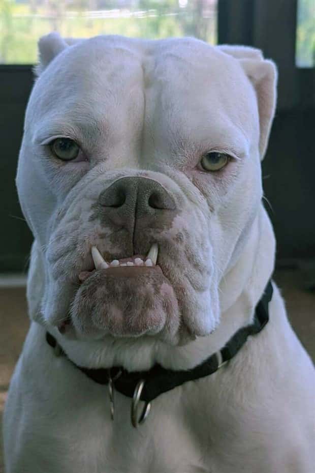 Get Ready for Funny Animals #385 (21 photos)