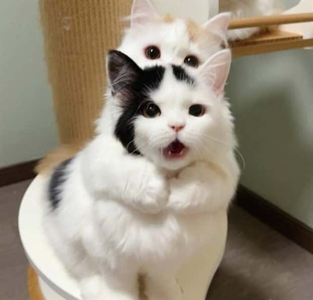 Get Ready for Funny Animals #386 (20 photos)