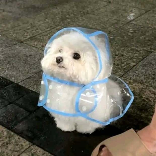 Get Ready for Funny Animals #386 (20 photos)