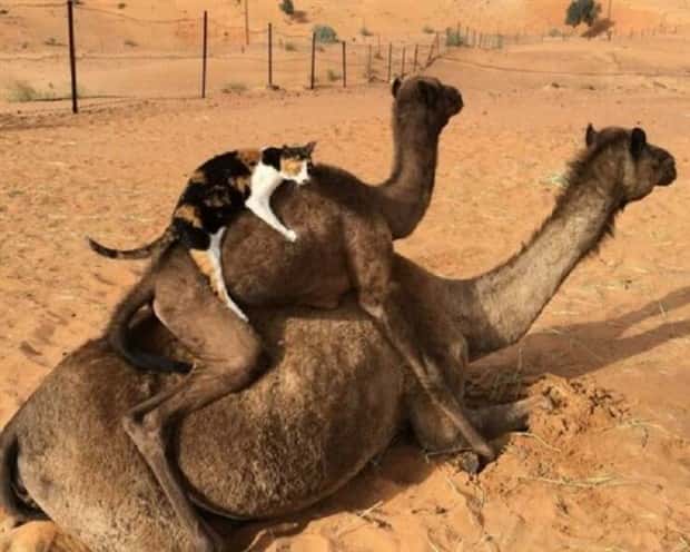 Get Ready for Funny Animals #386 (20 photos)