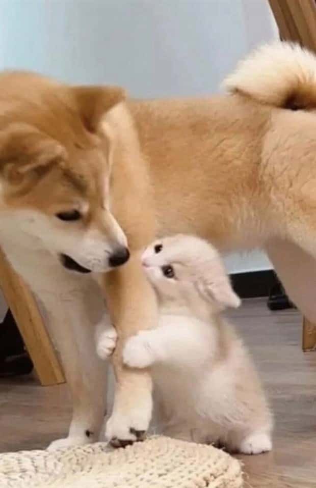 Get Ready for Funny Animals #386 (20 photos)