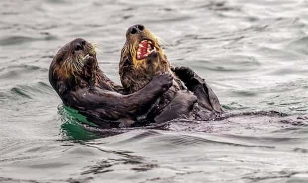 funny animals 18 4 Get Ready for Funny Animals #387 (24 photos)