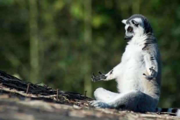 Get Ready for Funny Animals #386 (20 photos)