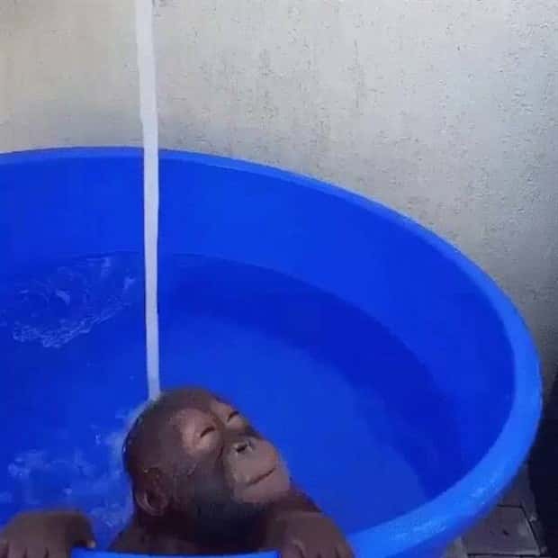 Get Ready for Funny Animals #384 (26 photos)