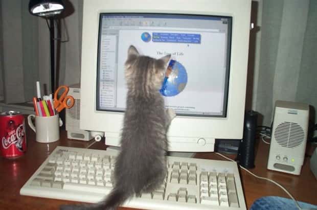 Get Ready for Funny Animals #386 (20 photos)