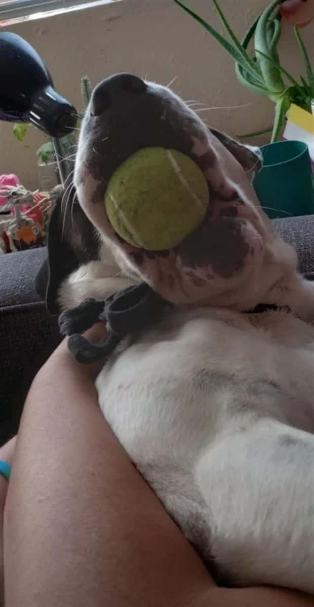 Get Ready for Funny Animals #384 (26 photos)