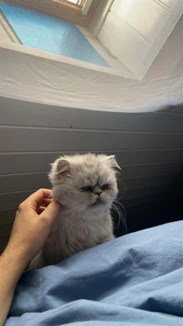 Get Ready for Funny Animals #384 (26 photos)