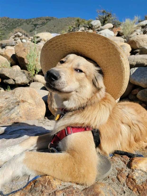 Get Ready for Funny Animals #384 (26 photos)