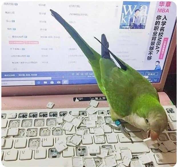 Get Ready for Funny Animals #384 (26 photos)