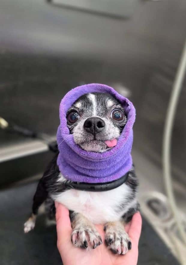 Get Ready for Funny Animals #386 (20 photos)