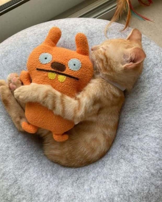 Get Ready for Funny Animals #386 (20 photos)