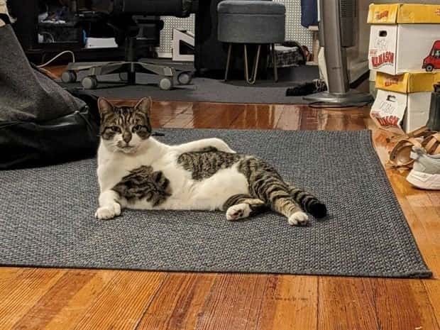 Get Ready for Funny Animals #386 (20 photos)