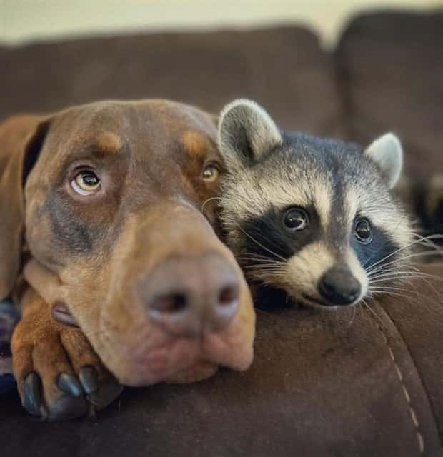 Get Ready for Funny Animals #386 (20 photos)