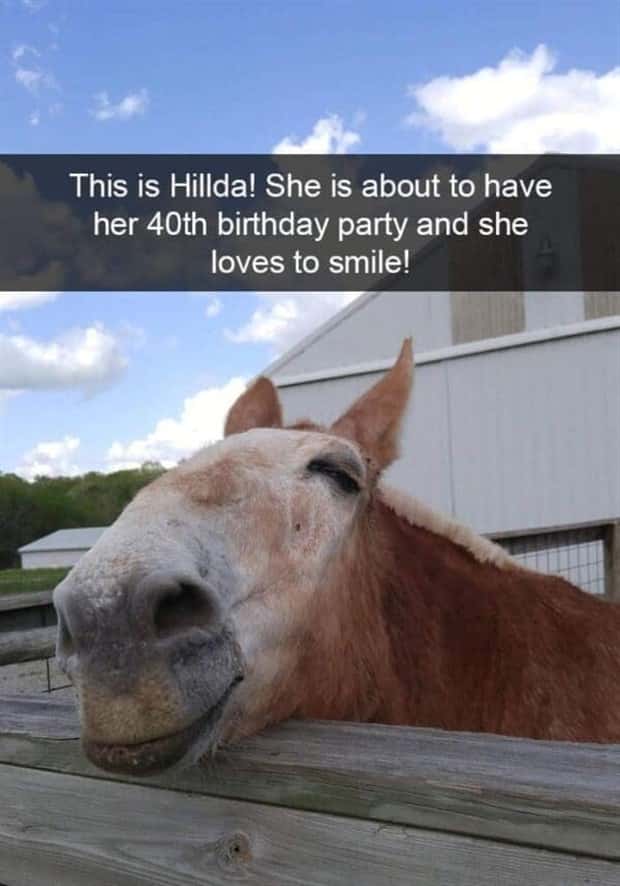 Funny Pet Snapchats You Need Right Now (25 photos)