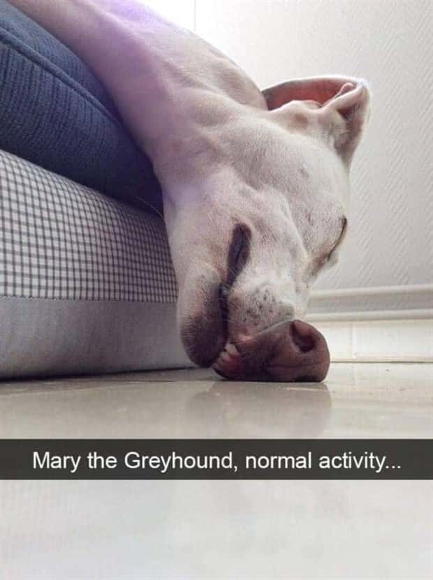 Funny Pet Snapchats You Need Right Now (25 photos)