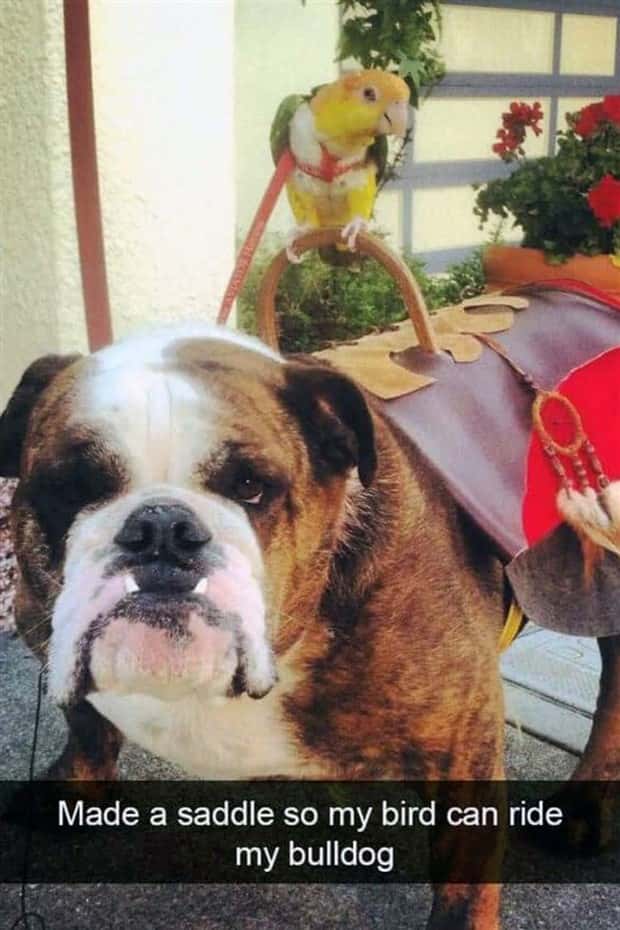 Funny Pet Snapchats You Need Right Now (25 photos)