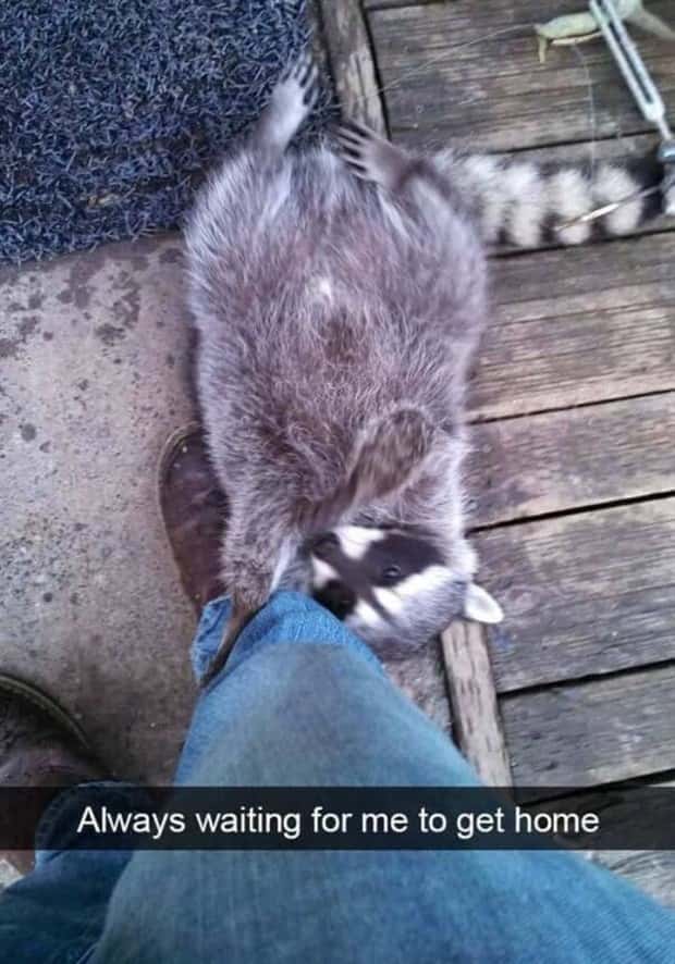 Funny Pet Snapchats You Need Right Now (25 photos)