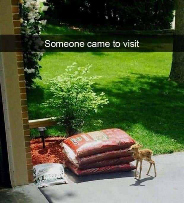 Funny Pet Snapchats You Need Right Now (25 photos)