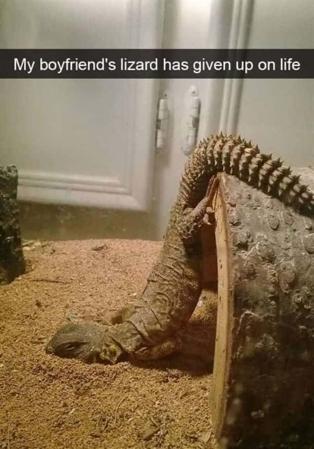Funny Pet Snapchats You Need Right Now (25 photos)