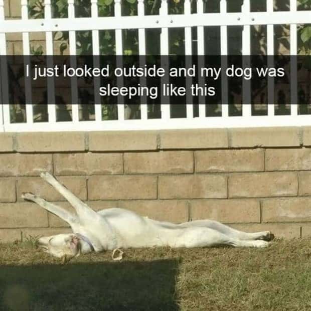 Funny Pet Snapchats You Need Right Now (25 photos)