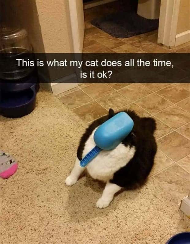 Funny Pet Snapchats You Need Right Now (25 photos)