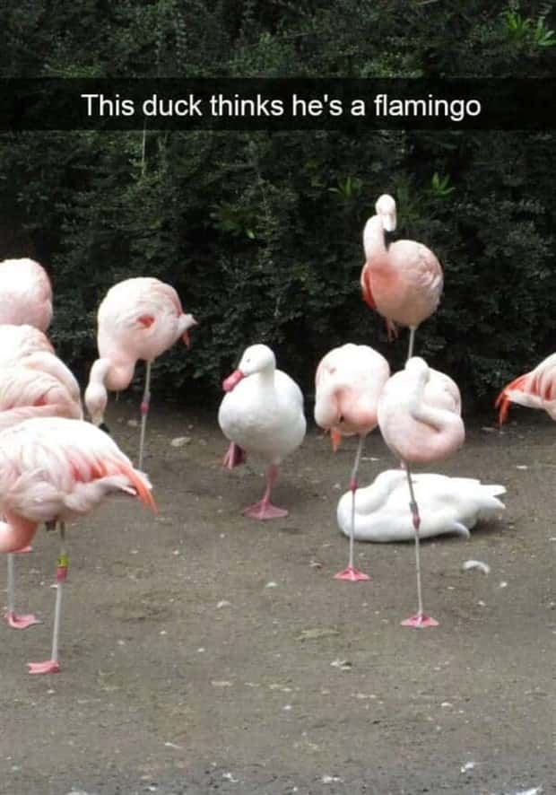 Funny Pet Snapchats You Need Right Now (25 photos)