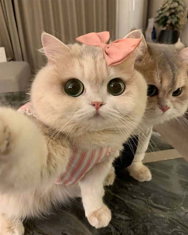 Klyker Picdump #1728 (43 photos)